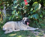 Small Photo #14 Anatolian Shepherd-Great Pyrenees Mix Puppy For Sale in AGOURA HILLS, CA, USA
