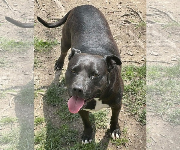 Medium Photo #1 American Pit Bull Terrier-Unknown Mix Puppy For Sale in Germantown, OH, USA