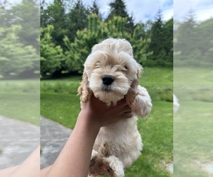 Medium Cockapoo (Miniature)