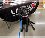 Small #2 Labrador Retriever