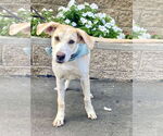 Small #1 Labrador Retriever Mix