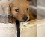 Small Photo #4 Golden Retriever Puppy For Sale in FARMINGTON, MN, USA