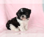 Small #3 Shih Tzu