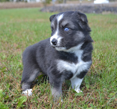 Medium Photo #1 Pomsky Puppy For Sale in NEW CARLISLE, OH, USA