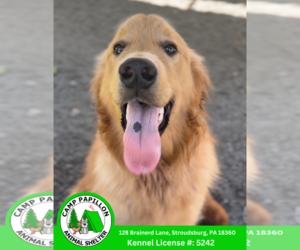 Golden Retriever Dogs for adoption in Stroudsburg, PA, USA