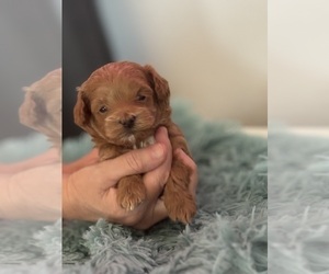 Maltipoo (Miniature)-Poodle (Toy) Mix Puppy for sale in MARICOPA, AZ, USA