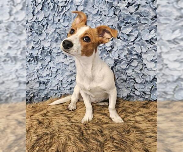 Medium Photo #1 Chihuahua Puppy For Sale in Bakersfield, CA, USA