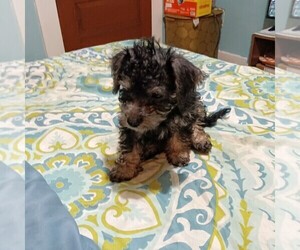 Dorkie Puppy for sale in JOHNSTOWN, PA, USA