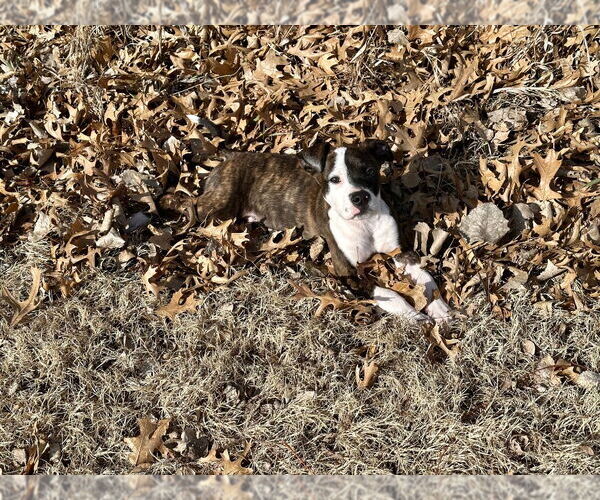 Medium Photo #2 Boxer-Unknown Mix Puppy For Sale in Great Bend, KS, USA