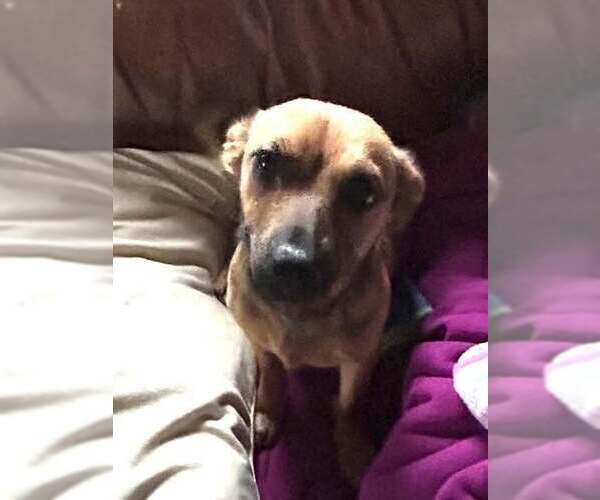 Medium Photo #4 Dachshund-Unknown Mix Puppy For Sale in New York, NY, USA