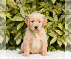 Golden Retriever Puppy for sale in NEW HOLLAND, PA, USA