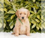 Small Golden Retriever
