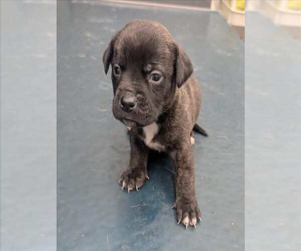 Medium Photo #1 Mutt Puppy For Sale in Mobile, AL, USA