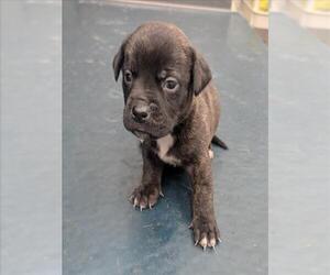 Mutt Dogs for adoption in Mobile, AL, USA