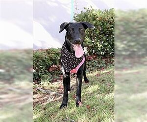 Labrador Retriever Dogs for adoption in Dana Point, CA, USA