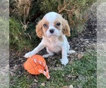 Small #2 Cavalier King Charles Spaniel