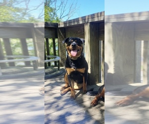 Mother of the Rottweiler puppies born on 05/28/2025