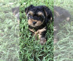 Small Photo #3 Yorkshire Terrier Puppy For Sale in BETHLEHEM, GA, USA