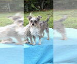 Small #8 Poodle (Toy) Mix