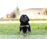 Small Photo #5 Schnoodle (Miniature) Puppy For Sale in WARSAW, IN, USA
