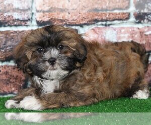 Yorkshire Terrier Puppy for sale in BEL AIR, MD, USA