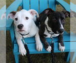 Small #8 Mountain Cur Mix