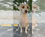 Small #2 Labrador Retriever Mix
