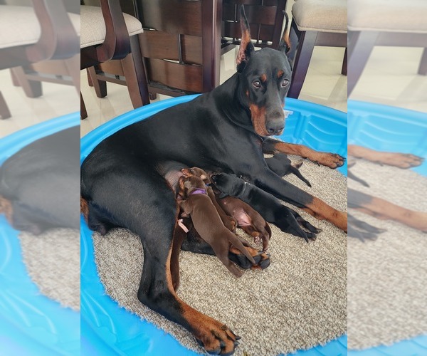 Medium Photo #2 Doberman Pinscher Puppy For Sale in FORT LAUDERDALE, FL, USA