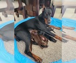 Small #1 Doberman Pinscher