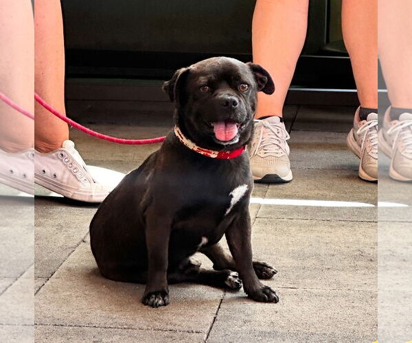Medium Photo #4 Pug-Unknown Mix Puppy For Sale in Newport Beach, CA, USA