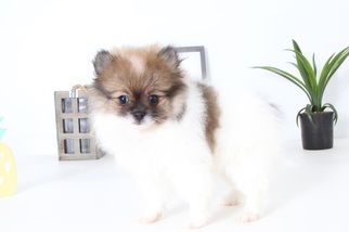 Pomeranian Puppy for sale in NAPLES, FL, USA