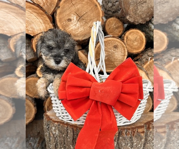 Medium Photo #4 Schnoodle (Miniature) Puppy For Sale in MIDDLEBURY, IN, USA