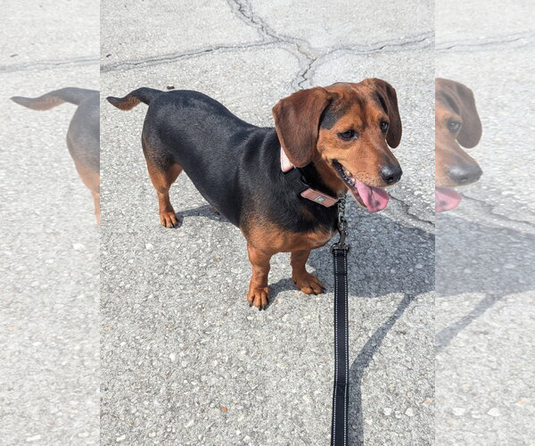 Medium Photo #3 Basset Hound-Miniature Pinscher Mix Puppy For Sale in Valrico, FL, USA