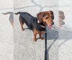 Small #2 Basset Hound-Miniature Pinscher Mix