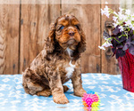 Puppy Lincoln Cocker Spaniel