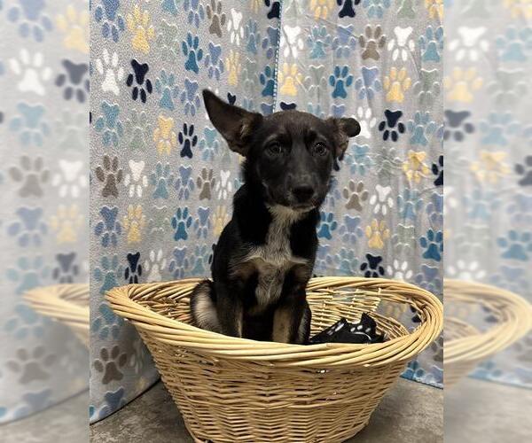 Medium Photo #1 German Shepherd Dog-Unknown Mix Puppy For Sale in Rosenberg, TX, USA