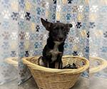 Small German Shepherd Dog Mix