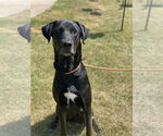 Small #3 Labrador Retriever