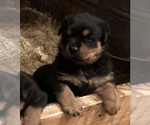 Small Photo #1 Rottweiler Puppy For Sale in VONORE, TN, USA