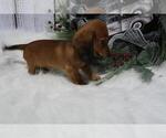 Small Photo #3 Dachshund Puppy For Sale in HAWESVILLE, KY, USA