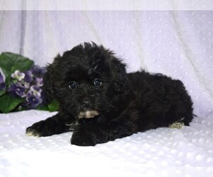 YorkiePoo Puppy for sale in BARNESVILLE, KS, USA