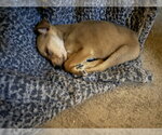 Small #1 Chihuahua Mix
