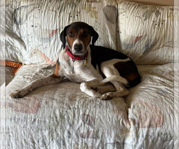 Medium Photo #3 Mutt Puppy For Sale in Oakhurst, NJ, USA