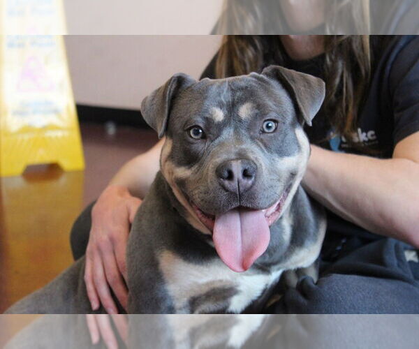 Medium Photo #2 Mutt Puppy For Sale in Chestertown, MD, USA