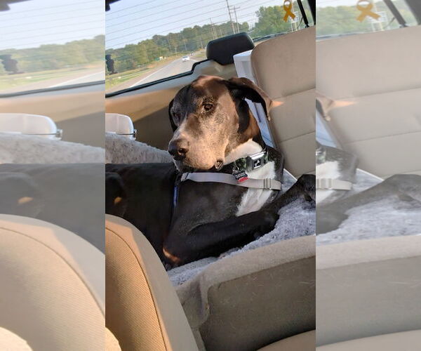 Medium Photo #13 Great Dane Puppy For Sale in St. Louis Park, MN, USA