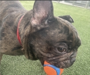 Father of the French Bulldog puppies born on 08/20/2026