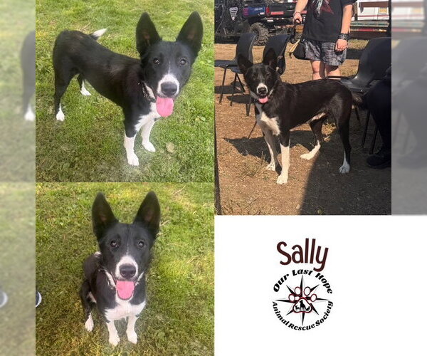 Medium Photo #1 Border Collie-Unknown Mix Puppy For Sale in Princeton, British Columbia, Canada