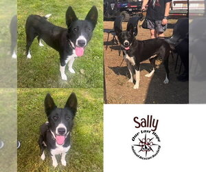 Border Collie-Unknown Mix Dogs for adoption in Princeton, British Columbia, Canada