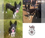 Sally - Female Border Collie-Unknown Mix Dog for Adoption - Small photo