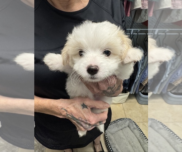 Medium Photo #1 Bichon-A-Ranian Puppy For Sale in CONWAY, SC, USA